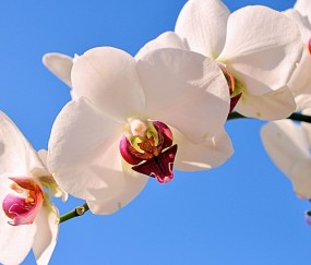 藁城正规助孕捐卵机构，附正规捐卵机构报名表！